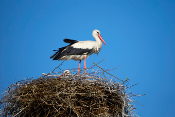 Stork in the nest against the blue sky.