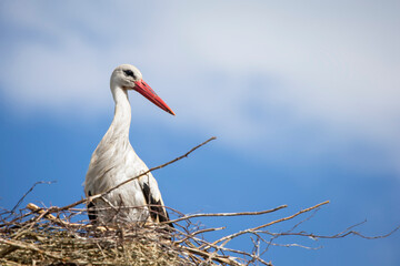 Stork in the nest against the blue sky.