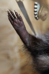 Close-up of a raccoon’s paw