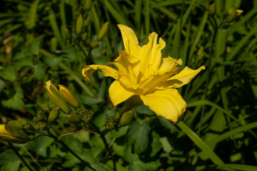 Daylily, flower in the garden, decorativel plant for flower beds. Photo in the natural environment.