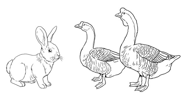 Funny  rabbit and geese. Funny farm animals. Template for children to paint.	