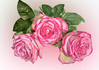 Three pale pink rose flowers with leaves on blurred pastel background. Festive floral design. Bouquet of delicate pale pink roses with vivid pink edges of petals - greeting card for any holidays