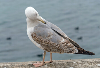 White and grey seagull