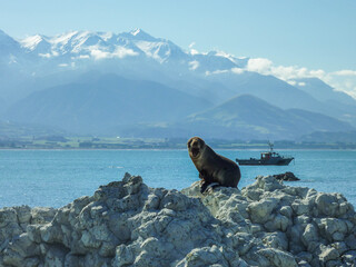 Seal on a rock on south island of new zealand...Ship and snowy mountains in the background.
