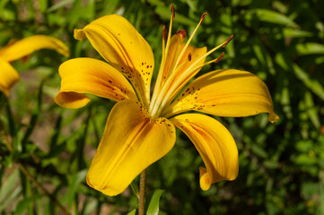 Lily, flower in the garden, ornamental flowerbed.