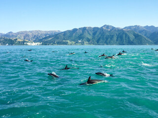 South Island in new Zealand. .Snorkeling with wild dolphins. Very Magical moments surrounded by...