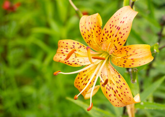 Obraz premium Lily, flower in the garden, ornamental flowerbed.
