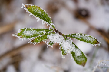 Blätter einer Pfingstrose mit Raureif