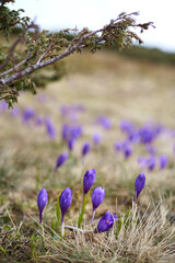 Violet crocus in spring mountaines. Blooming purple crocus alpine flowers on Petros, Carpathian Mountaines