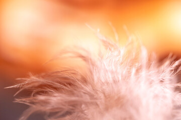 fluffy feather on colorful background