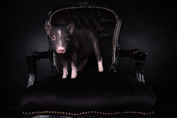 Hausschwein auf dem Stuhl 2