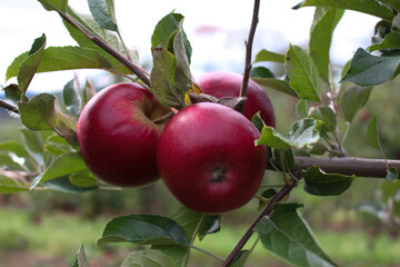 Apples on a tree