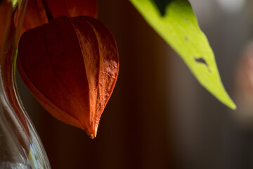 lampionblume © Elinswelt