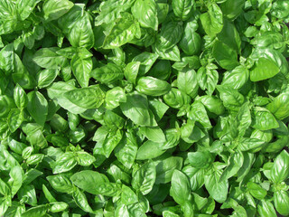 Basil bed