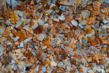 Fototapeta Seaside. Shell rock. Background. obraz