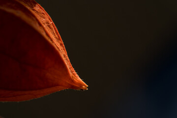 lampionblume © Elinswelt