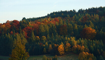 Autumn Forest