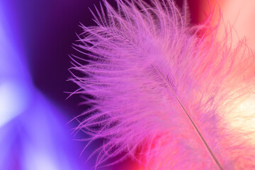 fluffy feather on colorful background
