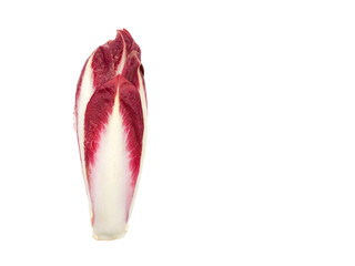 Red Chicory isolated on white background with copy space