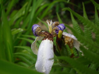 tropical forest flower