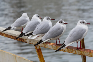 Marine gulls on rest