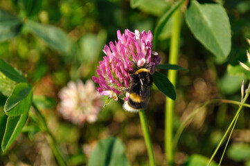 A macro shot of a bumblebee feeding on a red clover flower. Photographed in a forest in the Murmansk region. Wild bumblebee in search of nectar.