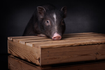 Schwein