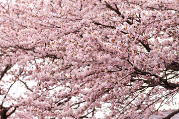 Japanese cherry Blossom (Sakura tree) spring season or hanabi season in japan, outdoor garden background