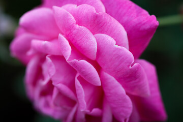 close up of pink flower