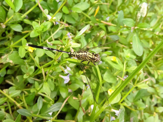 dragonfly green background