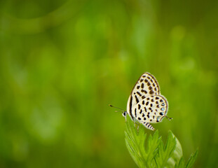 butterfly on the grass
