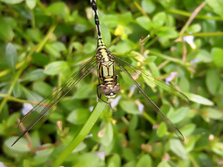 dragonfly animal is on the green leaf