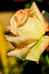 Orange-pink rose is a symbol of love. Valentine's day. A flower with dew drops on its petals.