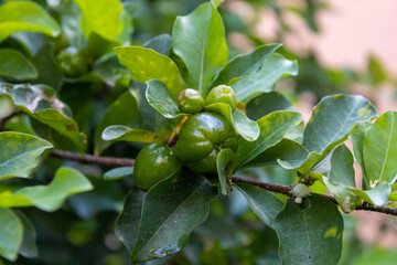 ACEROLA ORGANICA E FRESCA, NA ARVORE. FRUTA COM ALTO TEOR DE VITAMINA C. Malpighia emarginata