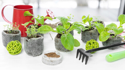 Using peat or coconut pellets to grow garden plants during the spring indoors. Flower seedlings of petunias and lobelia in pressed peat tablets close-up.