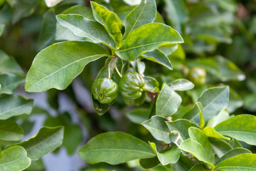 ACEROLA ORGANICA E FRESCA, NA ARVORE. FRUTA COM ALTO TEOR DE VITAMINA C. Malpighia emarginata