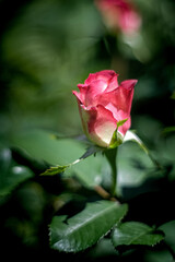 A delicate rose of pink color with dew drops on a dark background. Valentine's day. A flower with dew drops on its petals.