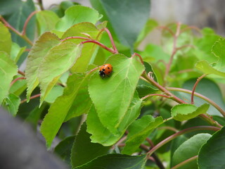 ladybug on a leaf