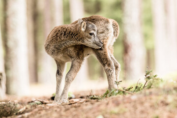 Obraz premium mufflon 