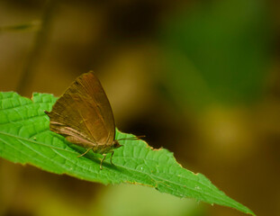 butterfly on leaf