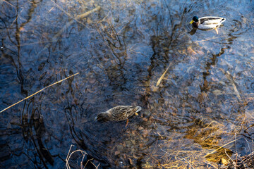 Couple of wild ducks on the lake