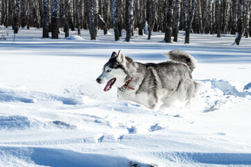 Husky lies in a snowdrift on a winter day