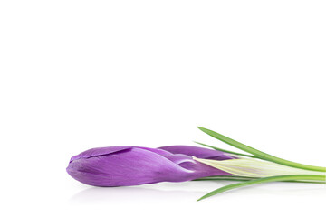 Crocus flower isolated on a white background	
