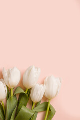 White tulips on a pink background. Copy space