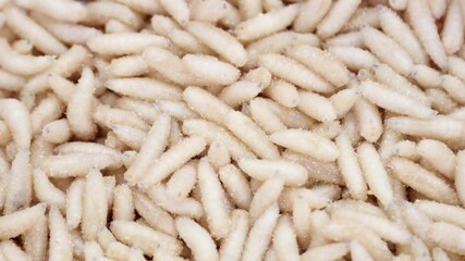 maggot worms of white color crawl and move