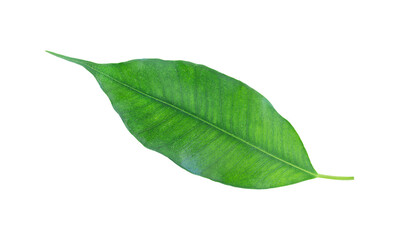 One green leaf isolated on a white background 