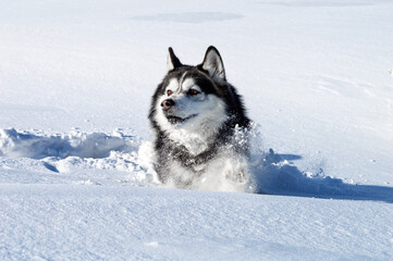 Husky lies in a snowdrift on a winter day