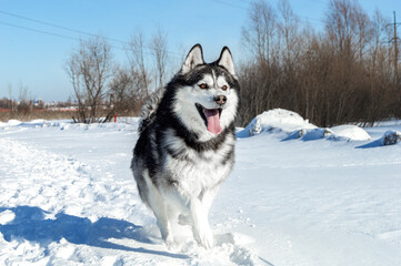 Husky runs on a snowy road in the afternoon