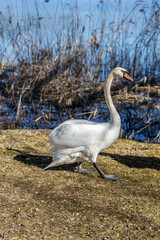 Wild swans and ducks on the lake