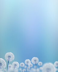 white dandelions on blue background - 419890189